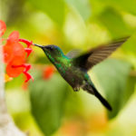 Liberdade de um Beija-flor