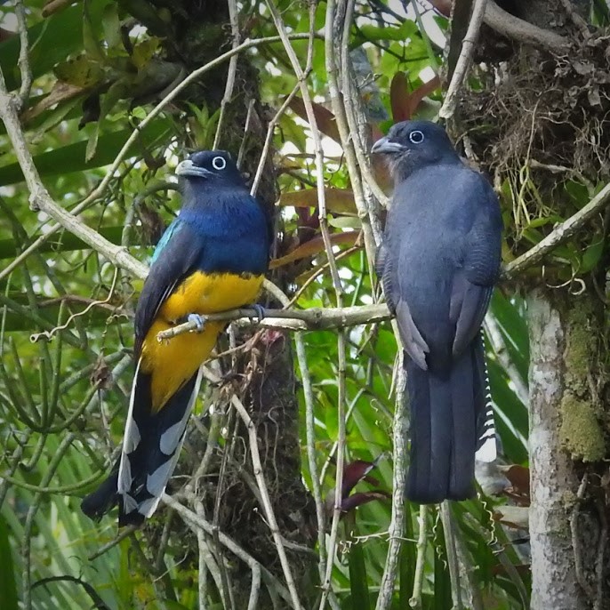 Casal de pássaros